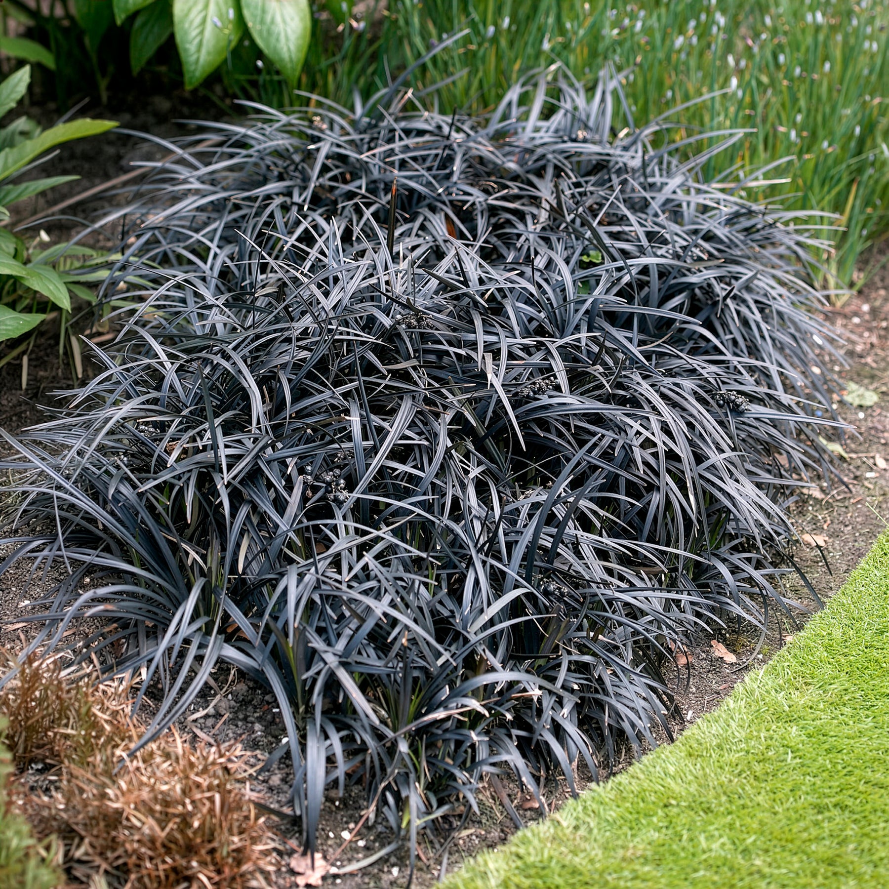 Slangenbaard 'Nigrescens' - Willemse