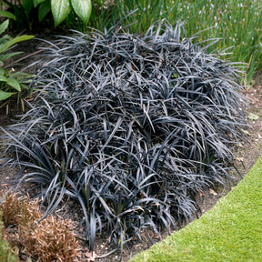 Slangenbaard 'Nigrescens' - Willemse