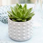 Echeveria - Echeveria agavoides - Willemse