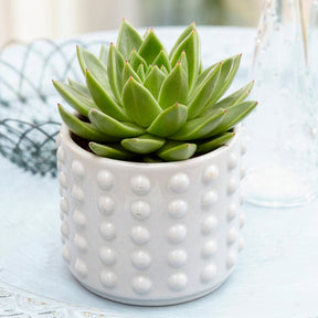 Echeveria - Echeveria agavoides - Willemse