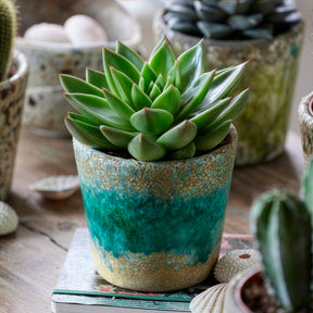 Echeveria agavoides - Echeveria - Cactussen en vetplanten