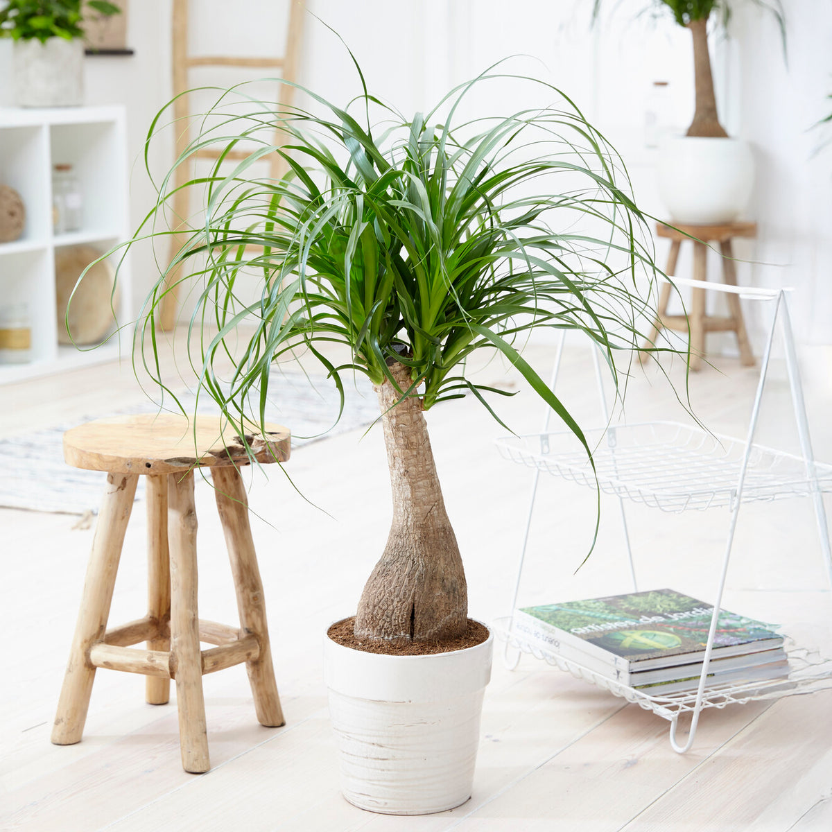 Olifantspoot - Beaucarnea recurvata - Willemse
