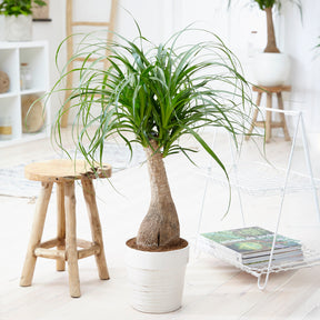 Beaucarnea recurvata - Olifantspoot - Groene kamerplanten voor interieur