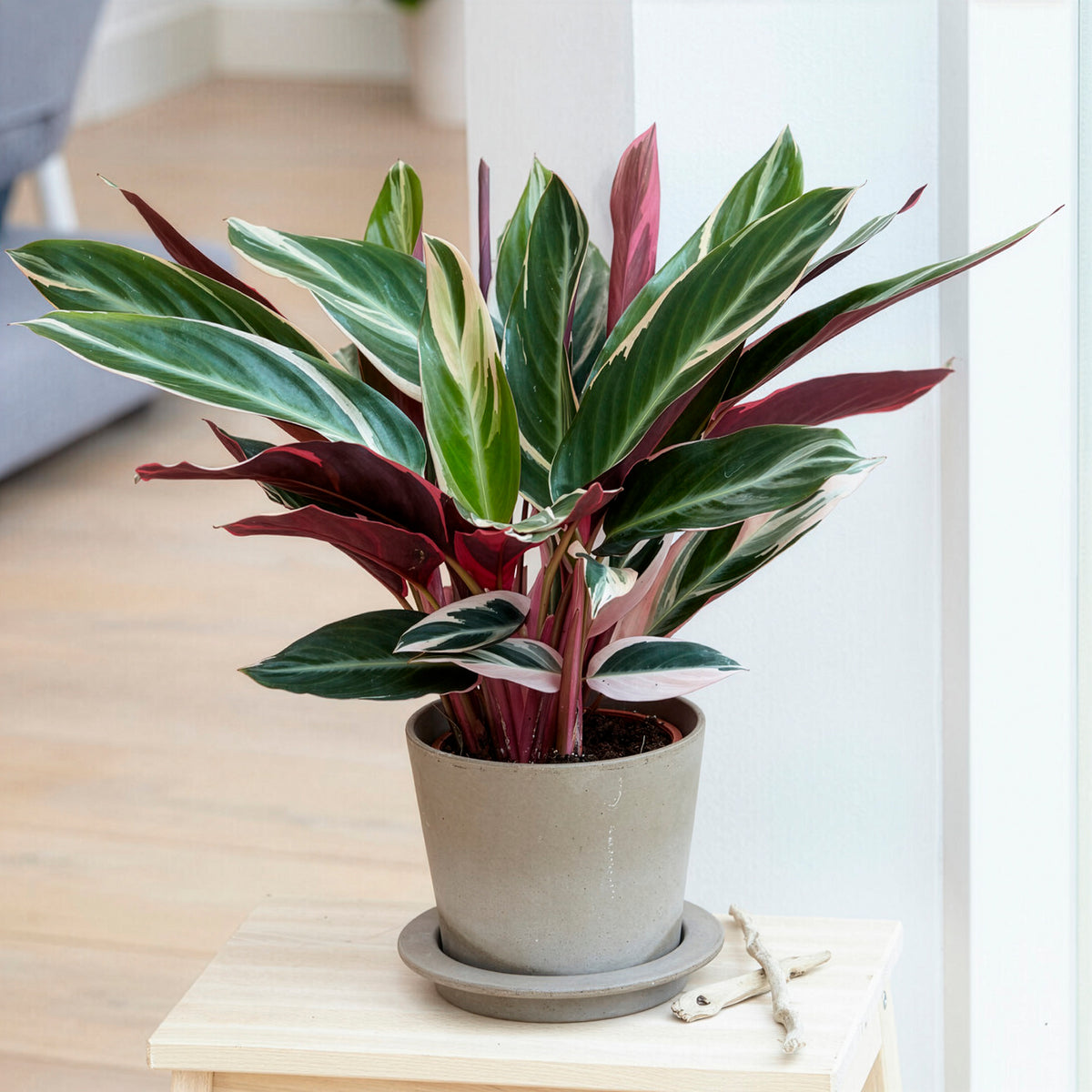 Stromanthe 'Triostar'