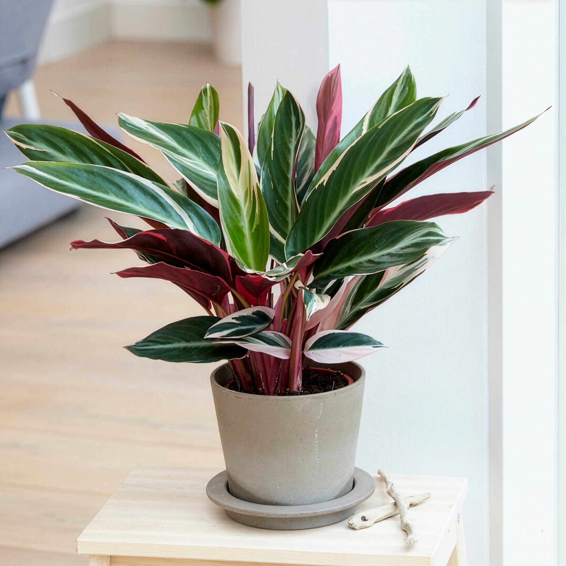 Stromanthe 'Triostar'