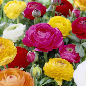 Ranonkel Mix - Ranunculus asiaticus - Willemse