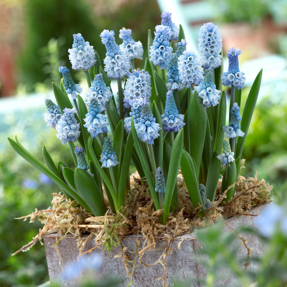 Blauwe druifjes (x15)