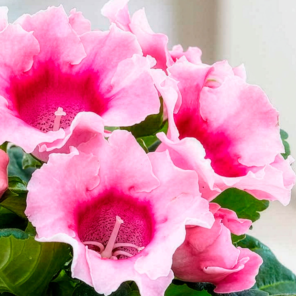 Gloxinia Sinningia speciosa Roze