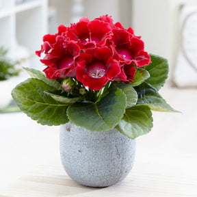 Gloxinia Sinningia speciosa Rood