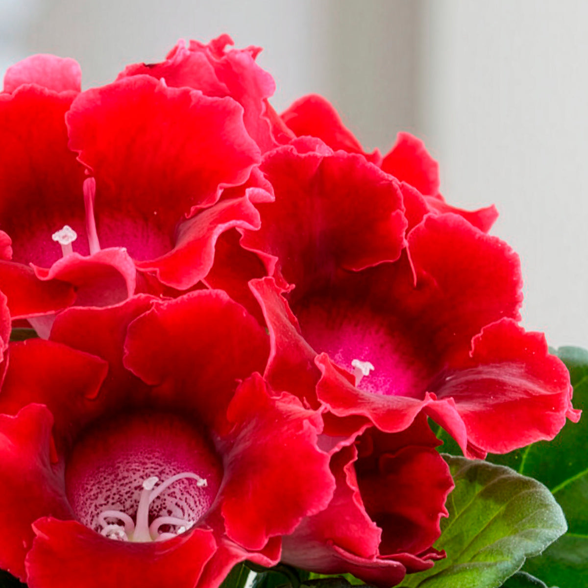 Gloxinia Sinningia speciosa Rood