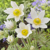 Wildemanskruid 'Alba'