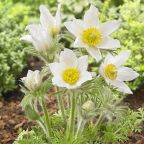Wildemanskruid 'Alba'