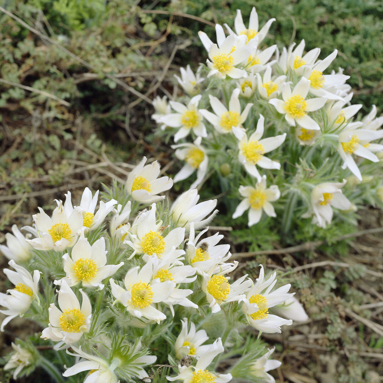 Wildemanskruid 'Alba'