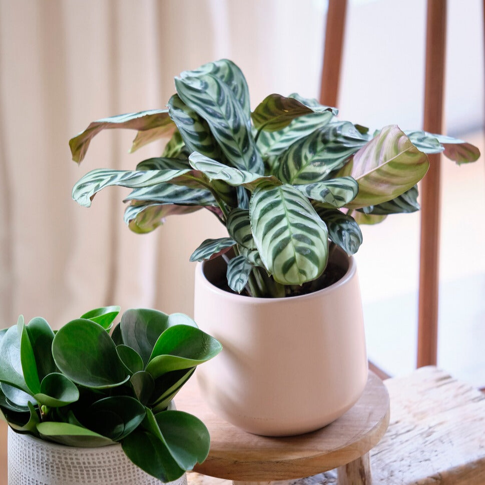 Gebedsplant - Ctenanthe burle-marxii - Willemse