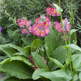 Roze sleutelbloem - Primula rosea grandiflora - Willemse