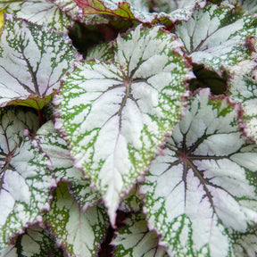 Bladbegonia 'Asian Tundra' - Begonia beleaf asian tundra - Willemse