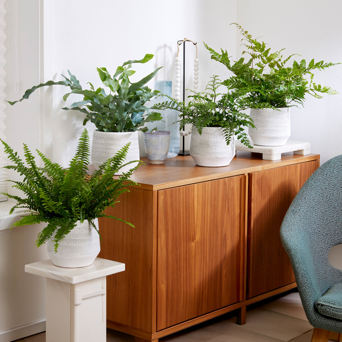 Luchtzuiverende planten Mix (x4)