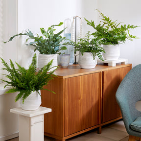 Luchtzuiverende planten Mix (x4)