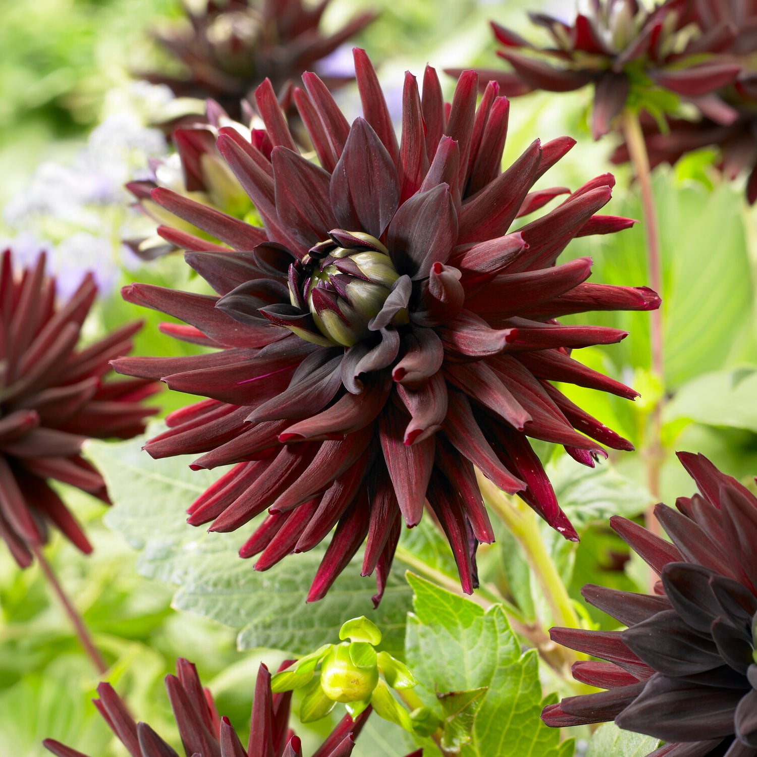 Dahlia 'Tamburo' (x3) - Willemse