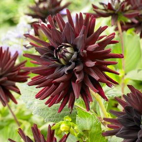 Dahlia 'Tamburo' (x3) - Willemse