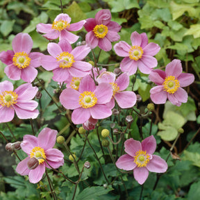 Herfstanemoon 'September Charm' - Willemse