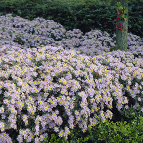 Verkoop Herfstaster 'Asran' - Aster ageratoides Asran