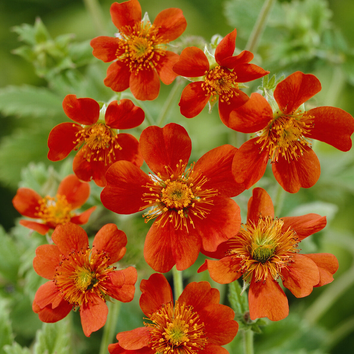 Nagelkruid 'Borisii' - Geum coccineum Borisii - Willemse