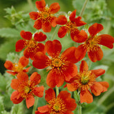 Nagelkruid 'Borisii' - Geum coccineum Borisii - Willemse