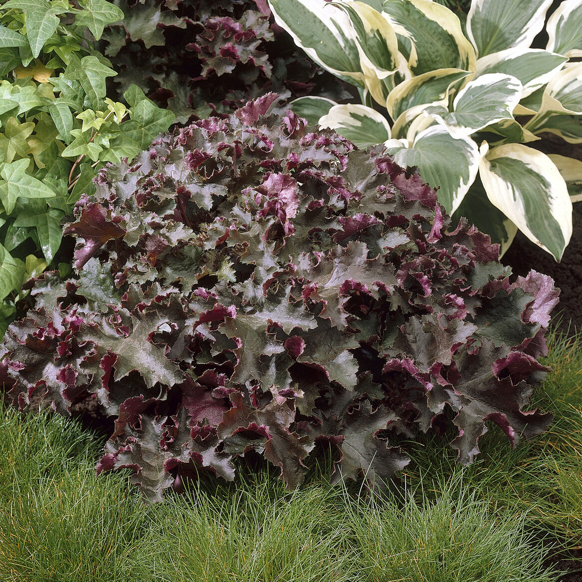 Purperklokje 'Chocolate Ruffles' - Willemse