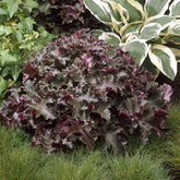 Purperklokje 'Chocolate Ruffles' - Willemse