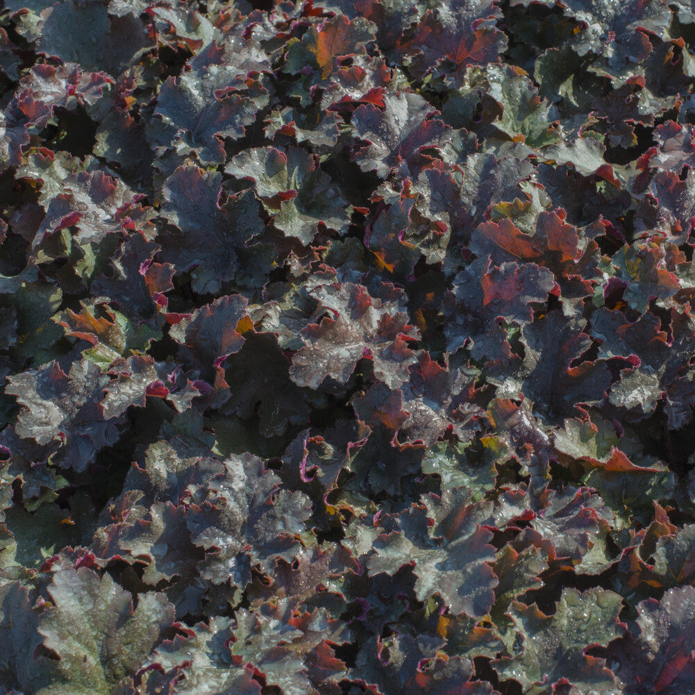 Purperklokje 'Chocolate Ruffles' - Heuchera Chocolate Ruffles - Willemse