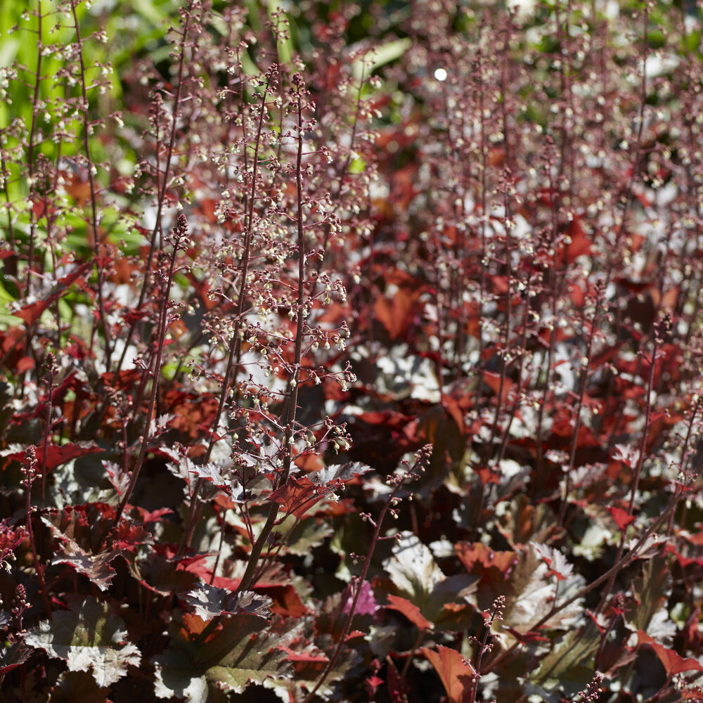 Heuchera Chocolate Ruffles - Purperklokje 'Chocolate Ruffles' - Heuchera - Purperklokje