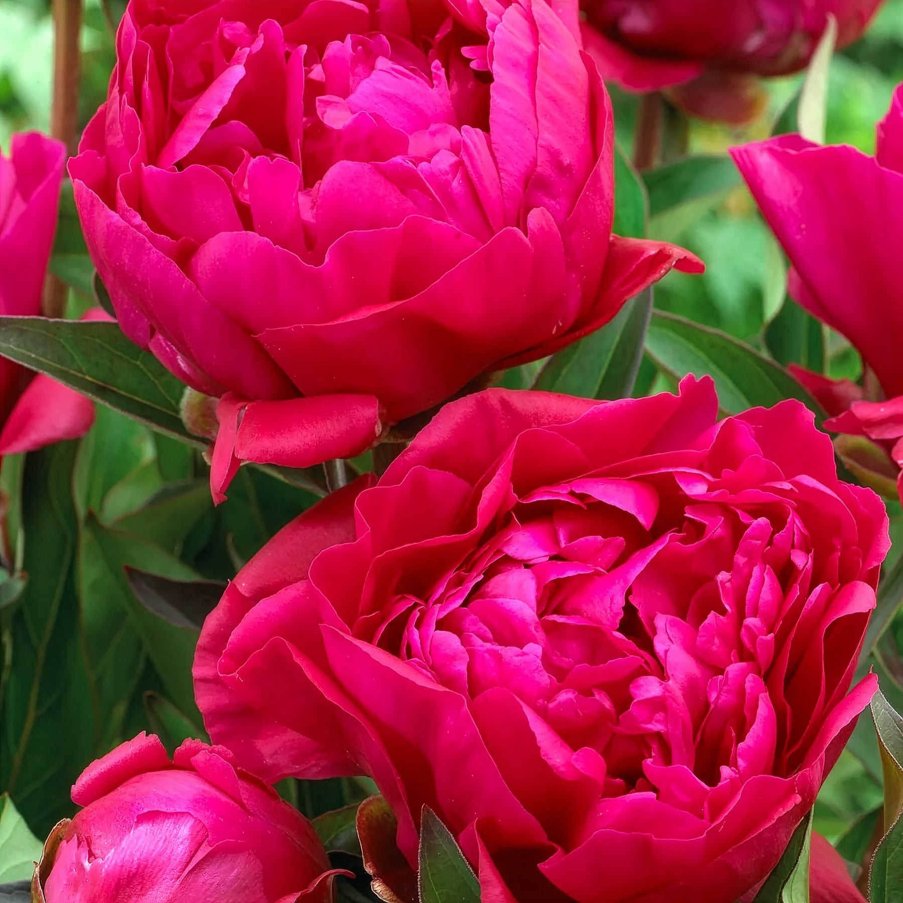 Duo rode en roze pioenen - Paeonia lactiflora Sorbet, Karl Rosenfield - Willemse