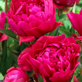 Duo rode en roze pioenen - Paeonia lactiflora Sorbet, Karl Rosenfield - Willemse