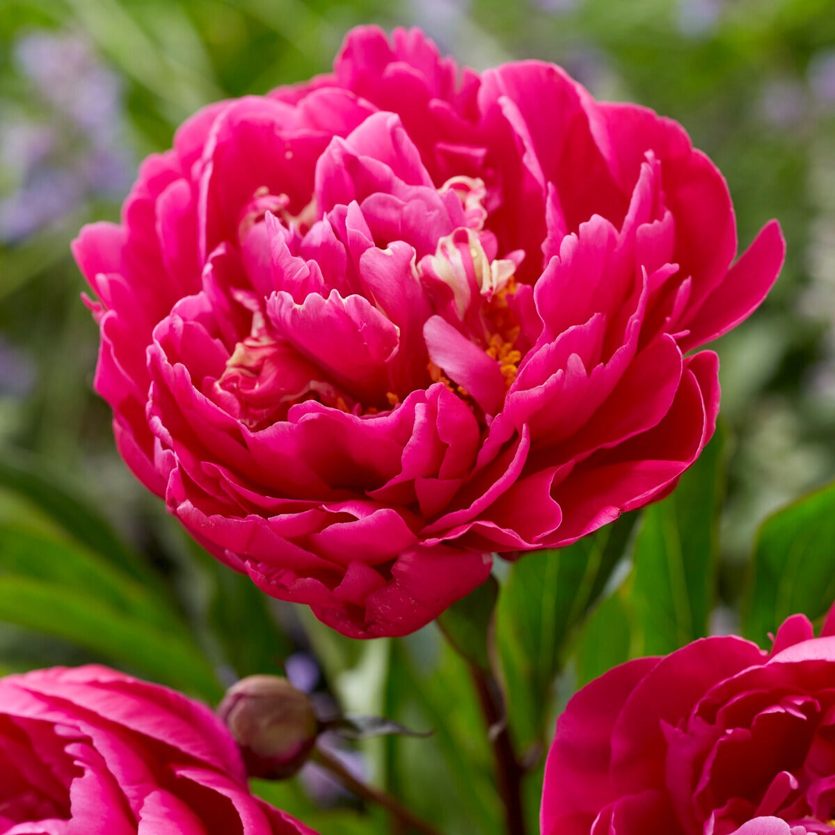Pioenroos 'Karl Rosenfield'