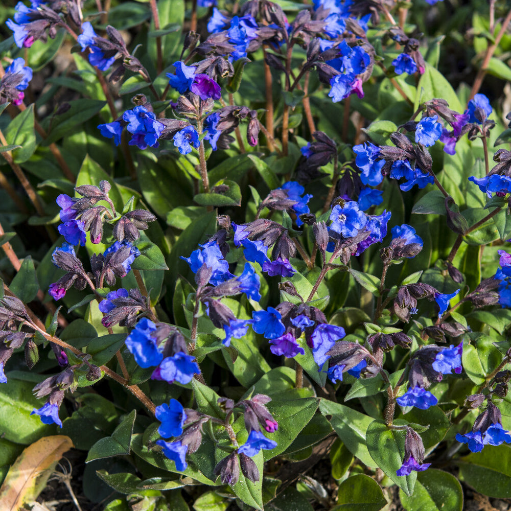 Verkoop Longkruid 'Blue Ensign' - Pulmonaria Blue Ensign