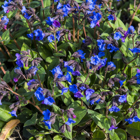 Verkoop Longkruid 'Blue Ensign' - Pulmonaria Blue Ensign