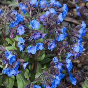 Longkruid 'Blue Ensign' - Pulmonaria Blue Ensign - Willemse