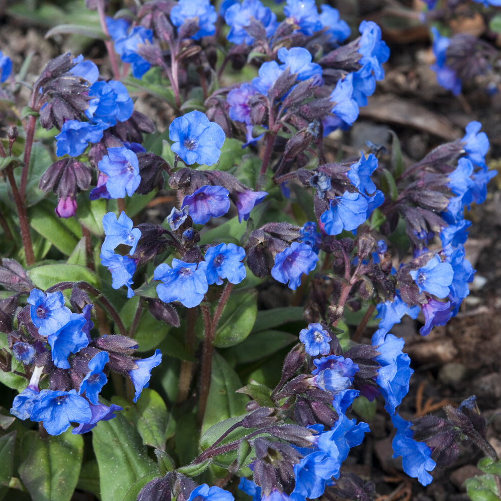 Longkruid 'Blue Ensign' - Pulmonaria Blue Ensign - Willemse
