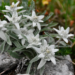Edelweiss
