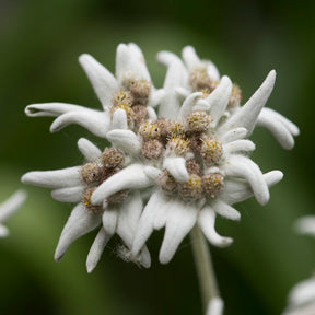 Edelweiss