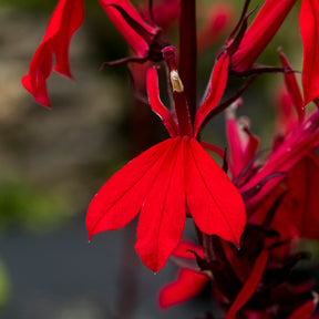 Lobelia 'Queen Victoria'