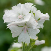 Kaasjeskruid 'Alba' - Malva moschata alba - Willemse