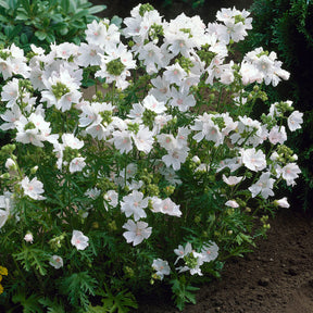 Malva moschata alba - Kaasjeskruid 'Alba' - Malve