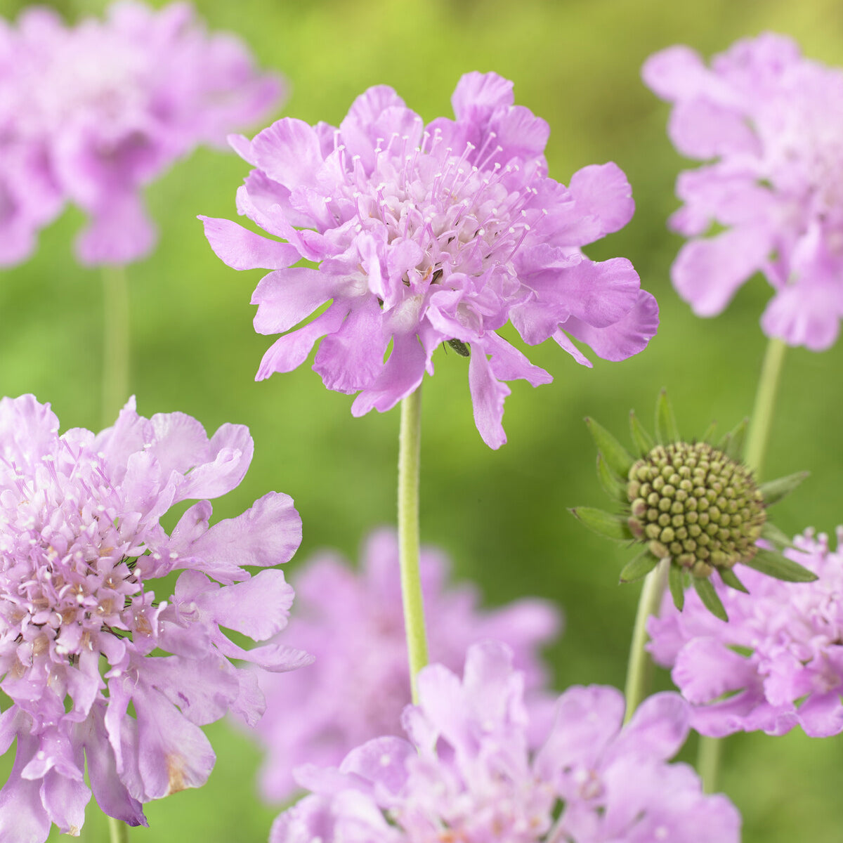 Druifkruid 'Pink Mist'