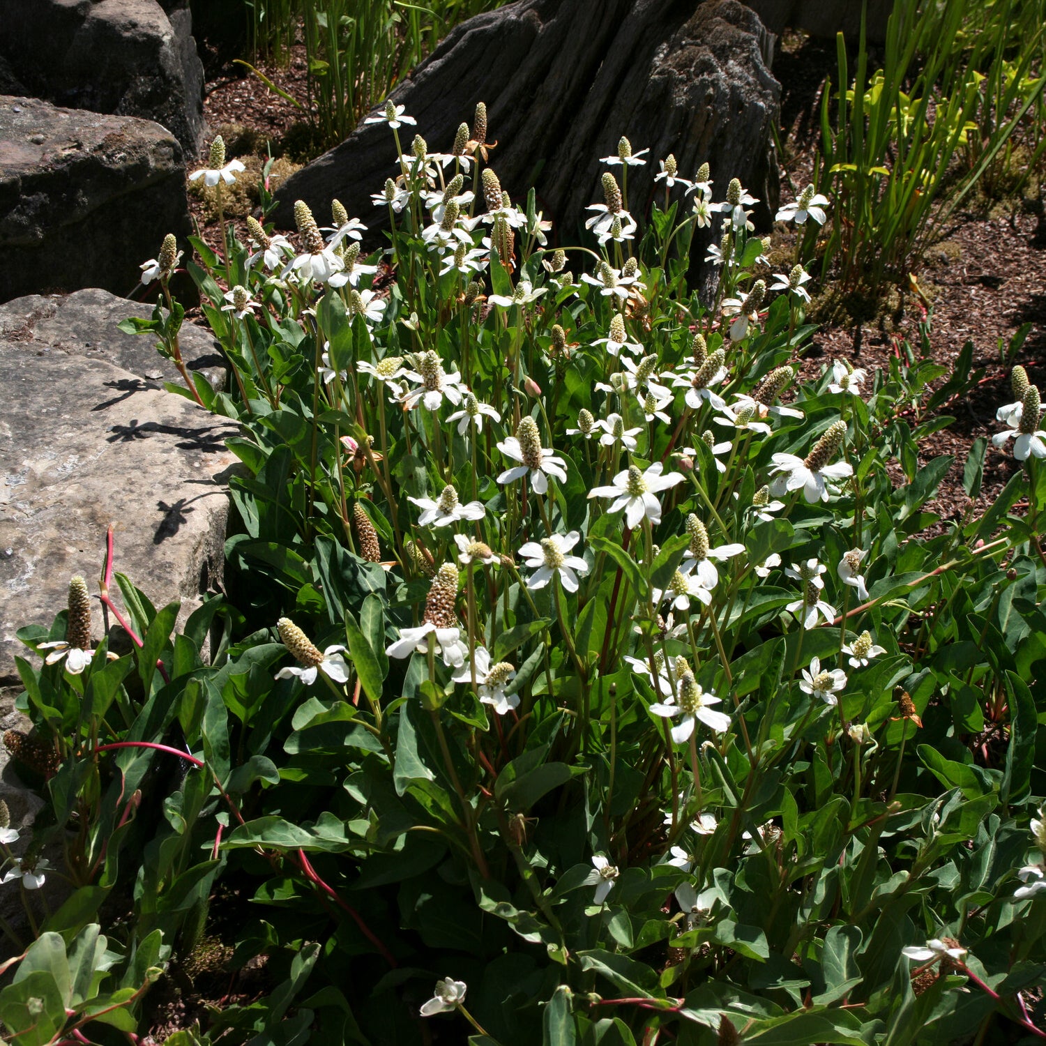 Californische Anemopsis - Willemse
