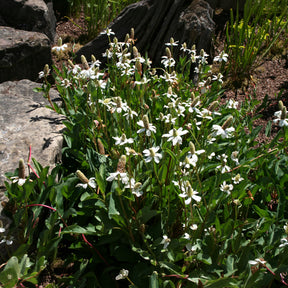 Californische Anemopsis - Willemse