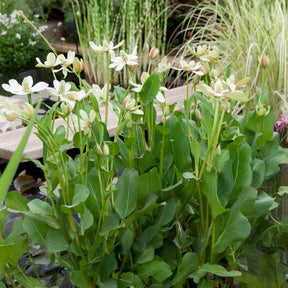 Californische Anemopsis - Anemopsis californica - Willemse