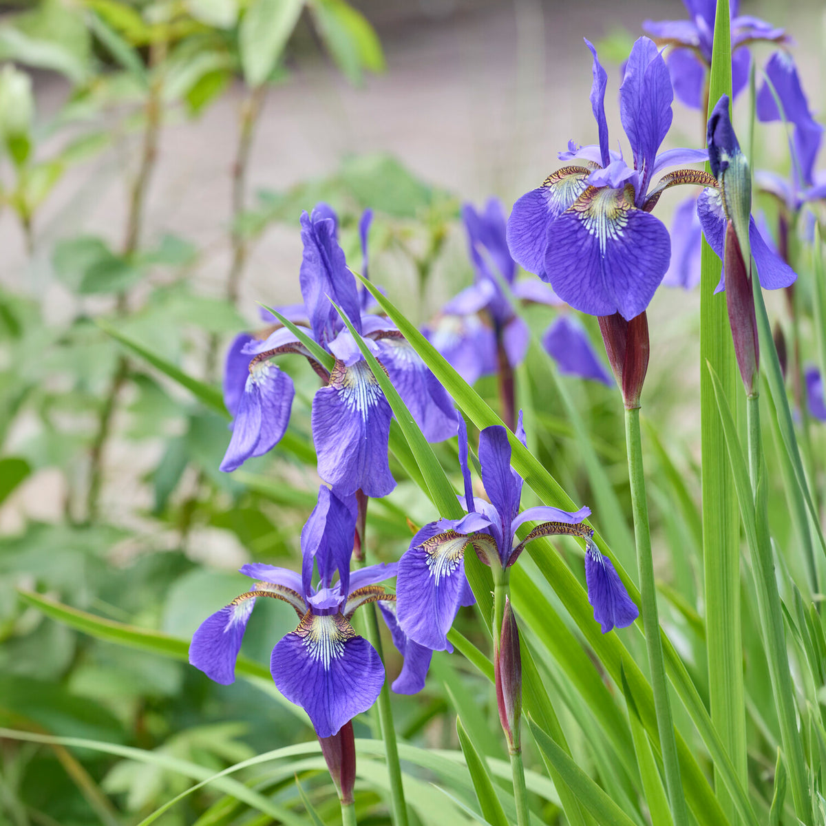 Siberische iris - Willemse