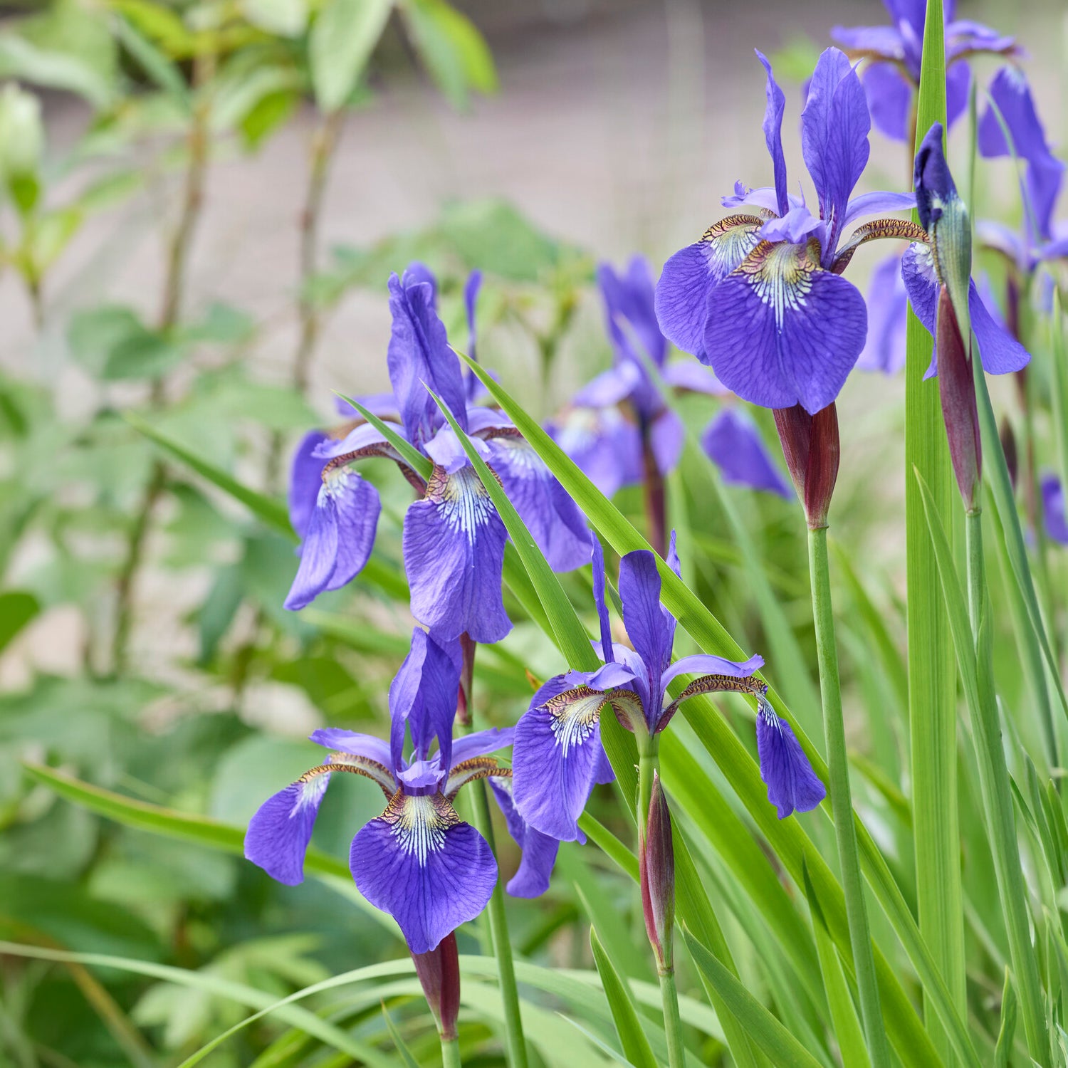 Siberische iris